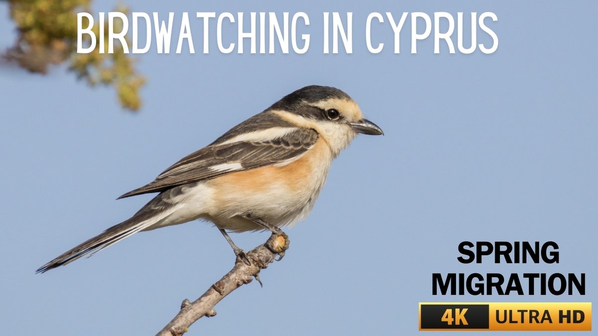 ⏰📷 NEW VIDEO NOW LIVE 📷⏰ youtu.be/a426NppFnpk @birdlifecyprus | @visitcyprus | #CyprusBirds