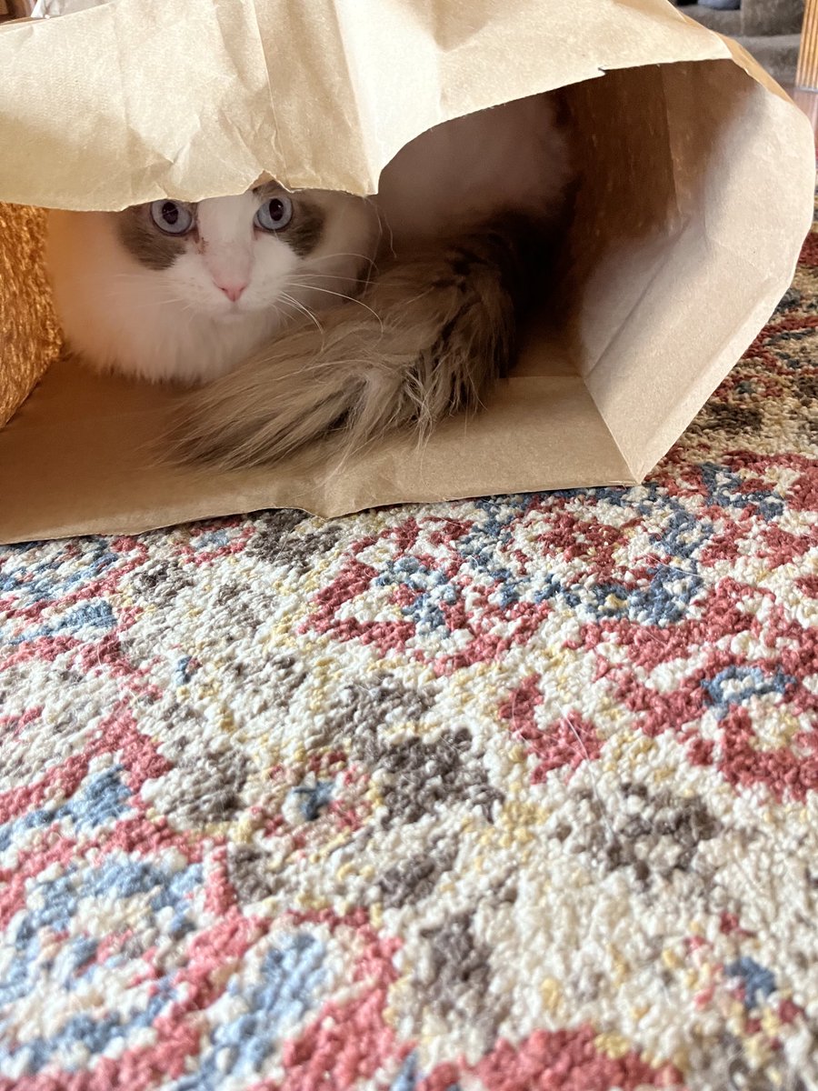The cat’s in the bag, and it’s me! I have a bag, instead of a box. If you can see me, please repost my human’s book! #catboxsunday #amreading #amwriting ⁦@RandSmithBooks⁩ amazon.com/My-Life-Helen-…