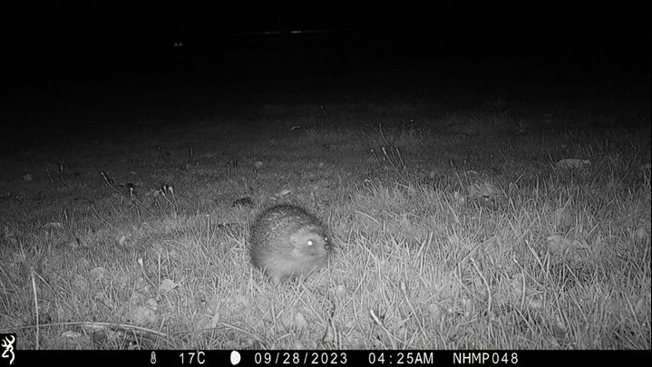 Call for survey volunteers! 🦔🦔🦔 We need volunteers to help us deploy and collect camera traps at two sites (Helman Tor - 02 May, and Hamatethy - date tbc) to support the National Hedgehog Monitoring Programme. Full training provided. Find out more 👉 buff.ly/3Q7tmfG
