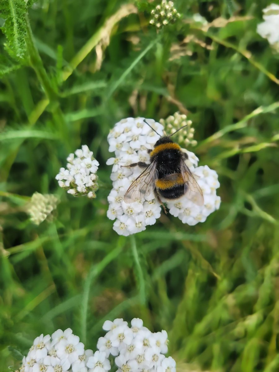 Thank you for your very much appreciated support. My apologies to anyone I've missed for RTs etc. Have a lovely day & the week ahead folks & take good care of yourselves. You've probably guessed I like taking photos of Bees. Here's one I took a year or so ago Back on Monday