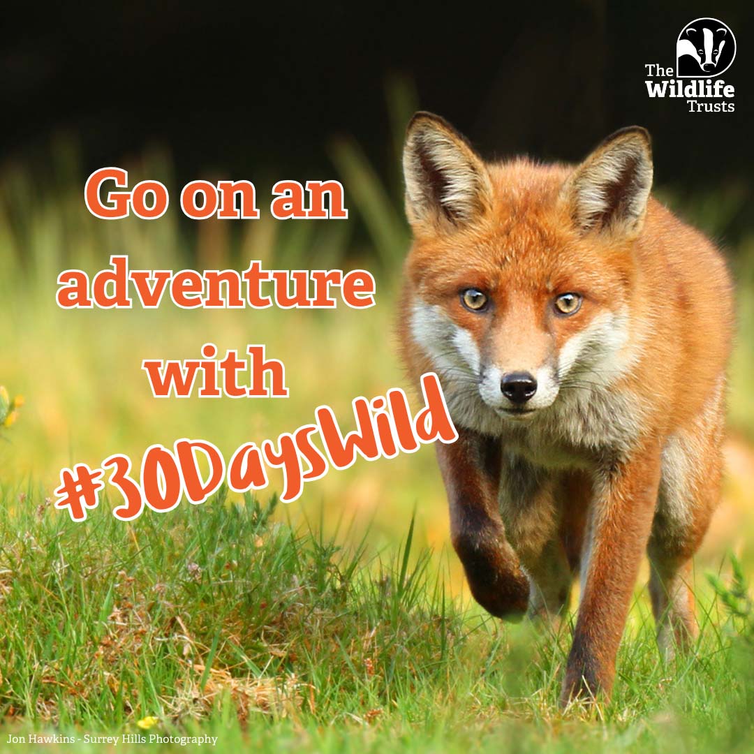 Sign up is open for #30DaysWild! 🎉🎉 It’s official, we’ve been helping people go wild for 10 whole years. 💚 Join us this year and spend every day in June connecting to nature. Sign up now 👉 orlo.uk/OCSRJ