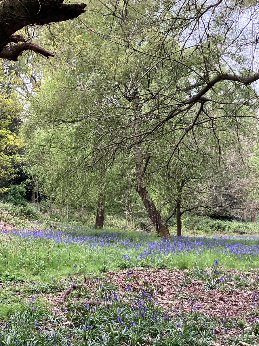 Glorious family walk, bluebell spotting ⁦@ScadburyPark⁩