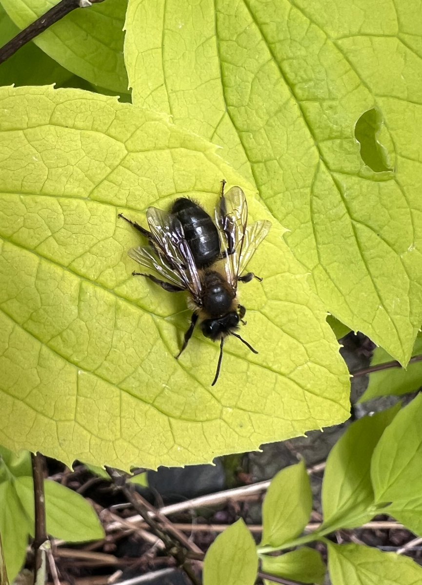 A female Chocolate Mining Bee (Andrena scotica) living up to its name in my garden yesterday. Its abdomen really does look as glossy as a bar of dark chocolate! #solitarybees #bees @SolitaryBeeWeek