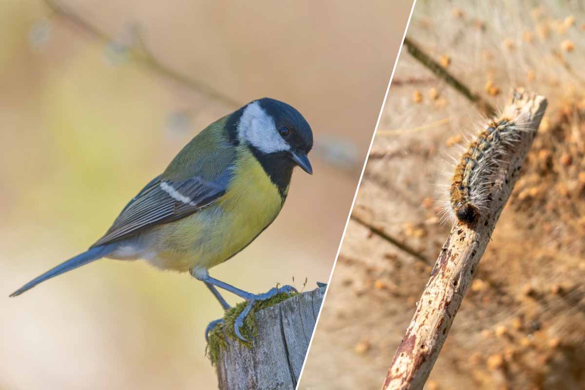 NeozOne's tweet image. Chenille processionnaire : 5 astuces naturelles pour les éliminer #Chauvessouris #chenillesprocessionnaires #marcdecafé

neozone.org/?p=223958