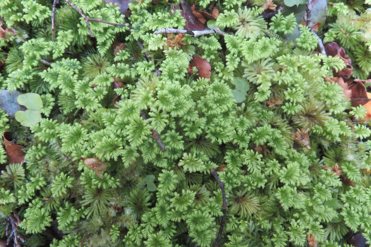 @PinkfootedGus @BBSbryology I really liked the range of umbrella mosses when there late last year, such as the Hypopterygium tamarisci (is this the one in Glasgow's Kibble palace?)