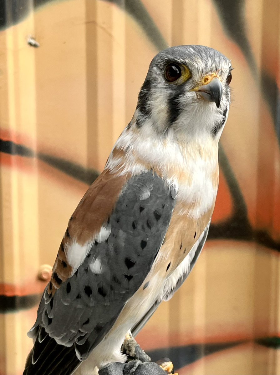 Bob #americankestrel #kestrel #falcon #birds #birdsofprey #wildwings #wildwingsinc #mendonponds #mendonpondspark