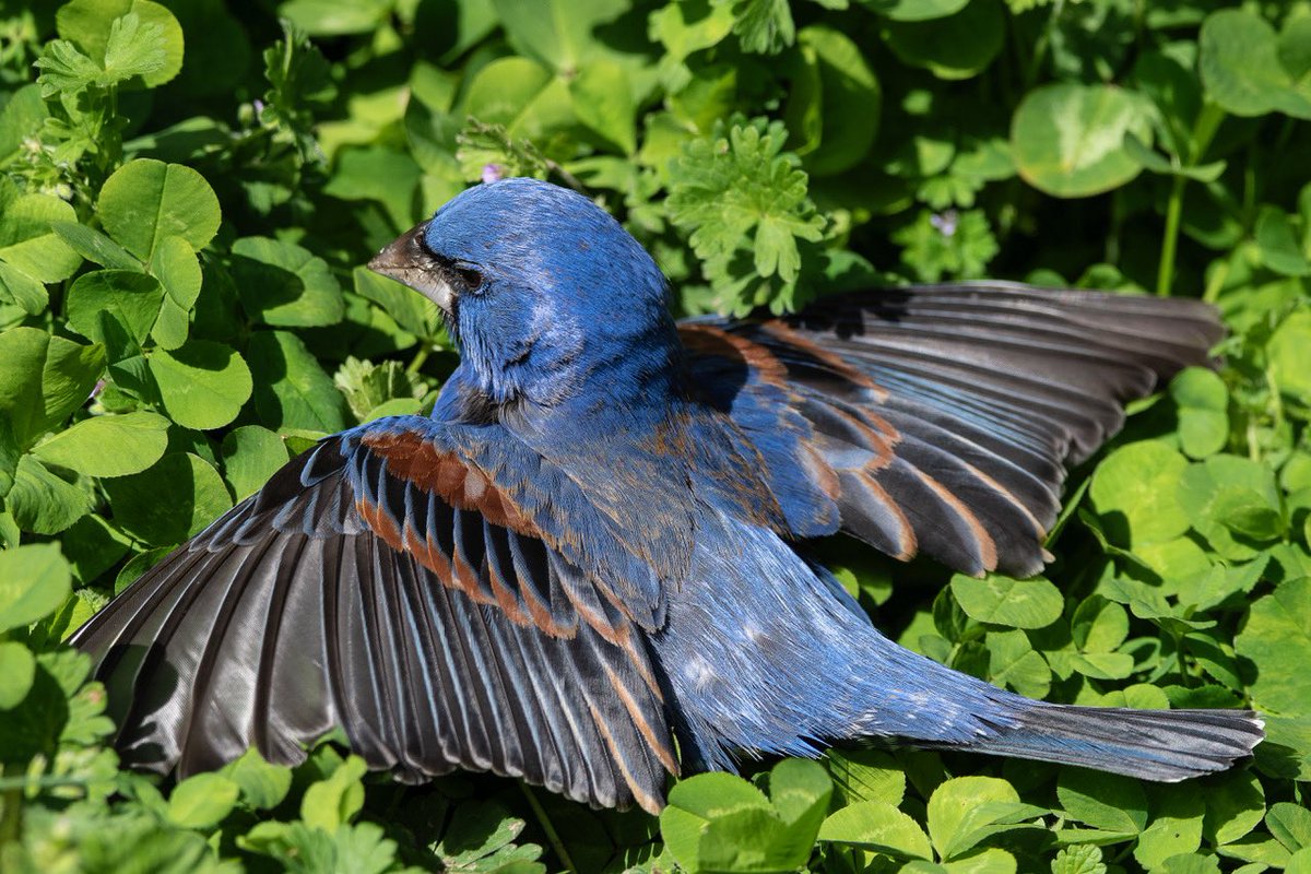 The beautiful Blue Grosbeak yesterday in the East Village showed us all his beauty and vibrant color. #birdcpp