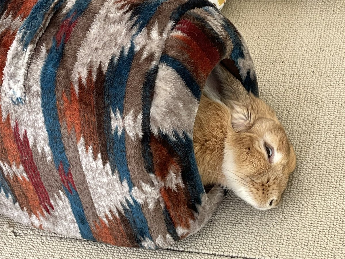 #うちの子バチクソ可愛い熟睡選手権

メープルはなぜか半目&amp;白目で寝ることが多いのです😂
※ちゃんと生きてます！
びっくりさせてしまったらすみません🙇‍♀️

#ホーランドロップ #うさぎと暮らす