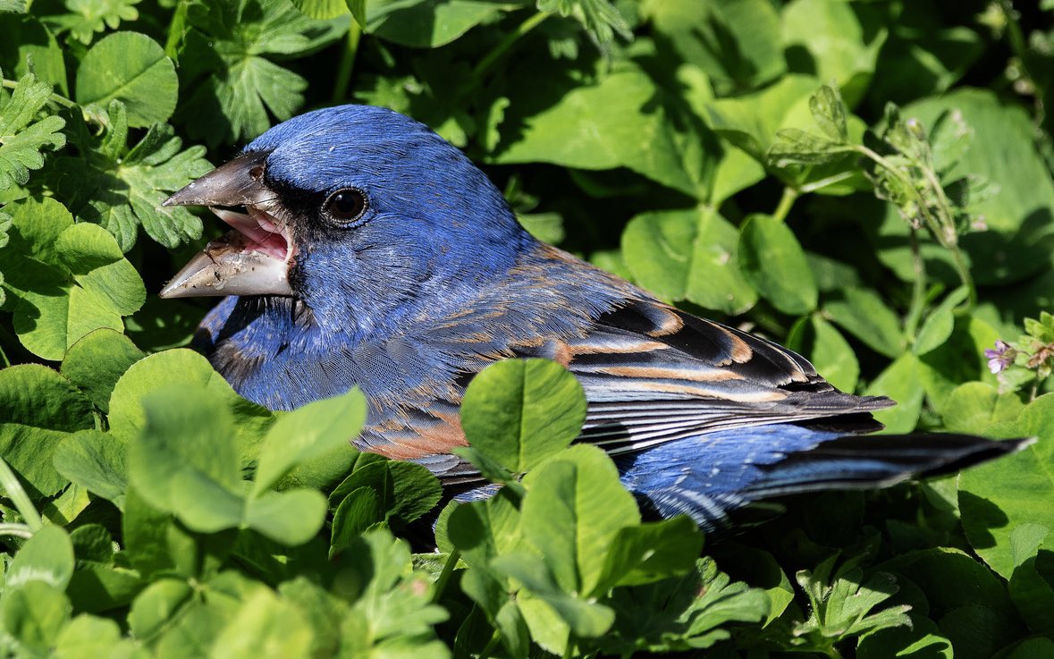 I couldn’t take enough pics of this little beauty yesterday! Blue Grosbeak in the east village. #birdcpp