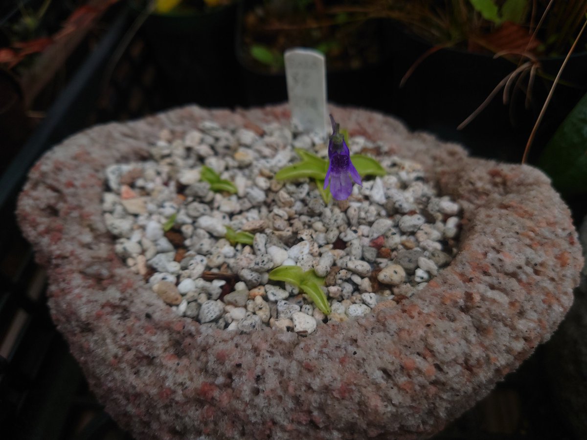 初開花，です!
種取れるかな…。

#食虫植物　#高山植物