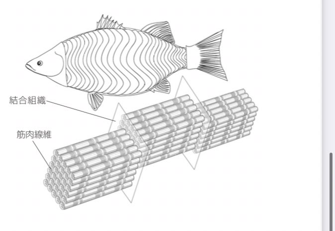 @kabos99percent 遠いところからいきなりきて失礼しますなのだ

自分の解釈間違いだったら申し訳ないけど魚ってこの図みたいに筋肉が縦にあって間に繋いでいる組織がいるんだってのだ

だから焼くと縮んで筋肉同士が離れてそのホッケみたいにバラバラの断層みたいになるんだって

のだ〜