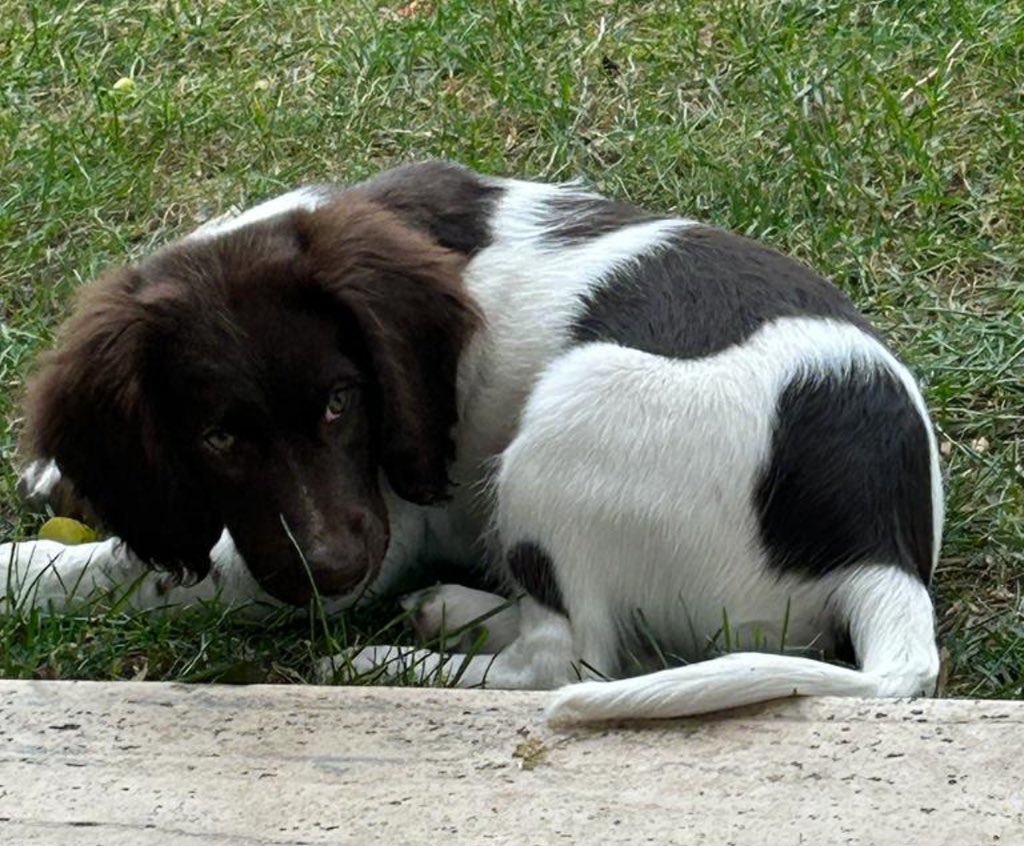 Arkadaşlar yardımınıza ihtiyacım var. Köpegimiz Kubi çarşambadan beri kayıp. 10 aylık setter cinsi. Sırtı 4 benekli. Kimliği ve çipi var. Yer: Kdz. Ereğli. Annem babam perişanlar. Bulanı ödüllendireceğiz. Yayarsanız çok sevinirim. DMden bana ulaşabilirsiniz. Lütfen 🙏🏻