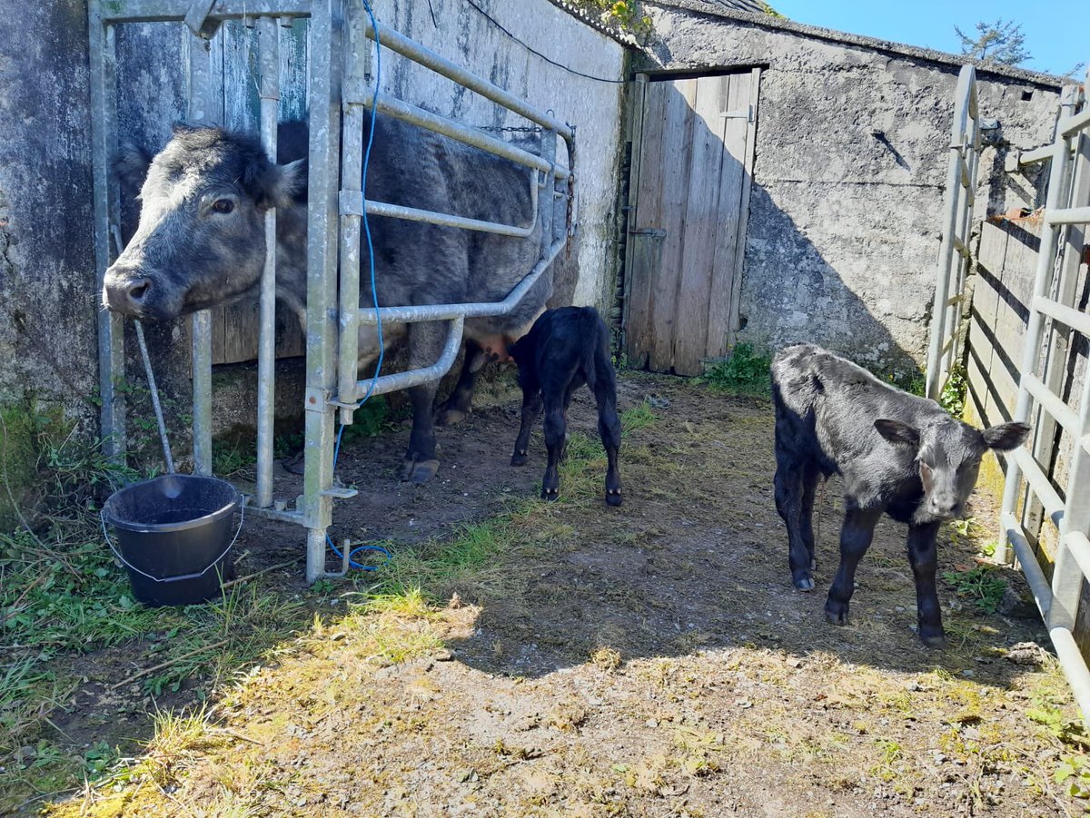 Bosteel (@steel_bo) on Twitter photo Great pic in from a customer in West cork, Bo steel carving doing the business getting some twins to suck. <a href="/1GarethWynJones/">Gareth Wyn Jones</a> we are looking for a Welsh ambassador! Great pic in from a customer in West cork, Bo steel carving doing the business getting some twins to suck. <a href="/1GarethWynJones/">Gareth Wyn Jones</a> we are looking for a Welsh ambassador!