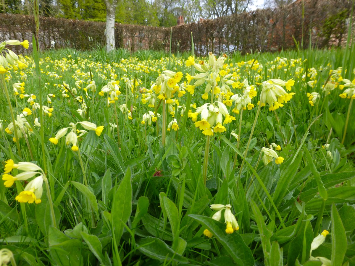 Lots cowslips today in #NorthYorkshire #CowslipChallenge @wildflower_hour