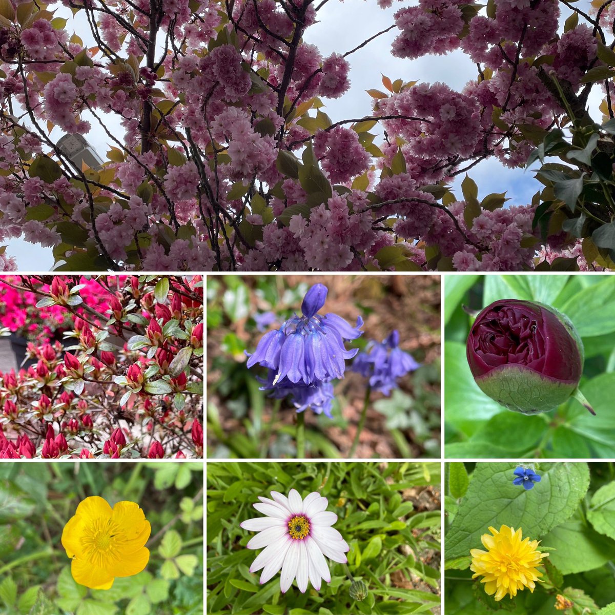 #SevenOnSunday all taken during this morning’s run - so nice to see so many beautiful blooms! #Flowers #flowerphotography #NatureBeauty #runningmotivation