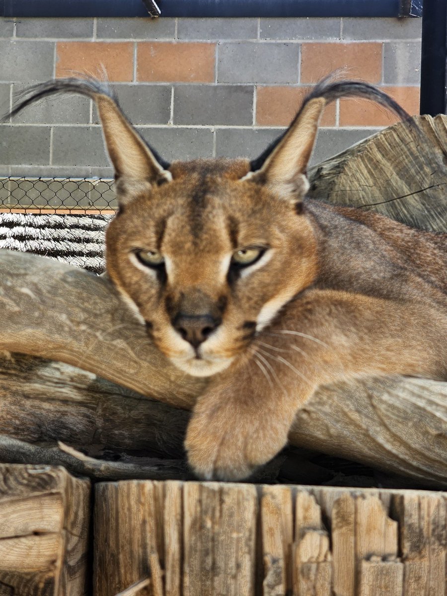 Duke the Caracal relaxing on a beautiful Sunday morning ☀️ These beautiful cats can be found in savannas, deserts, and forests of much of Africa and parts of the Middle East. You can see our Caracals in the newest Safari Park expansion (Photo credit: Keeper Marilyn)