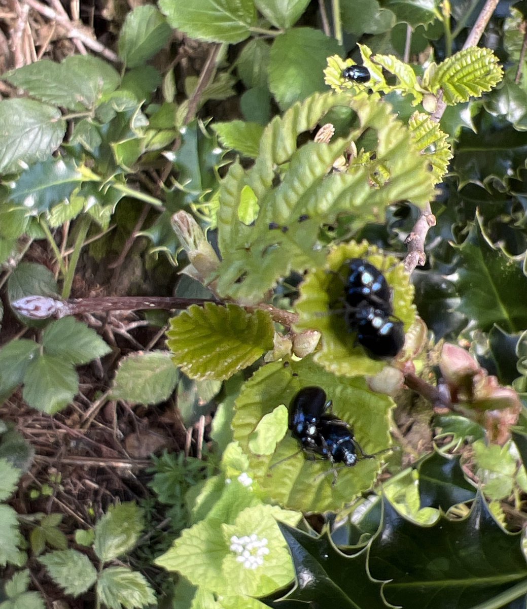 A mass emergence of Alder Leaf Beetles around the base of a large Alder tree at Hill Hook LNR. I counted at least 50, most of them with only one thing on their minds. @EcoRecording @WTBBC