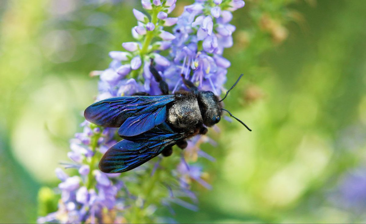 Bitte nicht Töten‼ Es kann sein, dass diese riesige Biene bei Ihnen im Garten auftaucht, 2.5 bis zu 3,5 cm große Schwarze Biene mit blauen Flügeln. Die größte Bienenart in Europa und nein es ist keine Hornisse! Die Xylocope Biene ist ungefährlich, solitär lebend und sticht