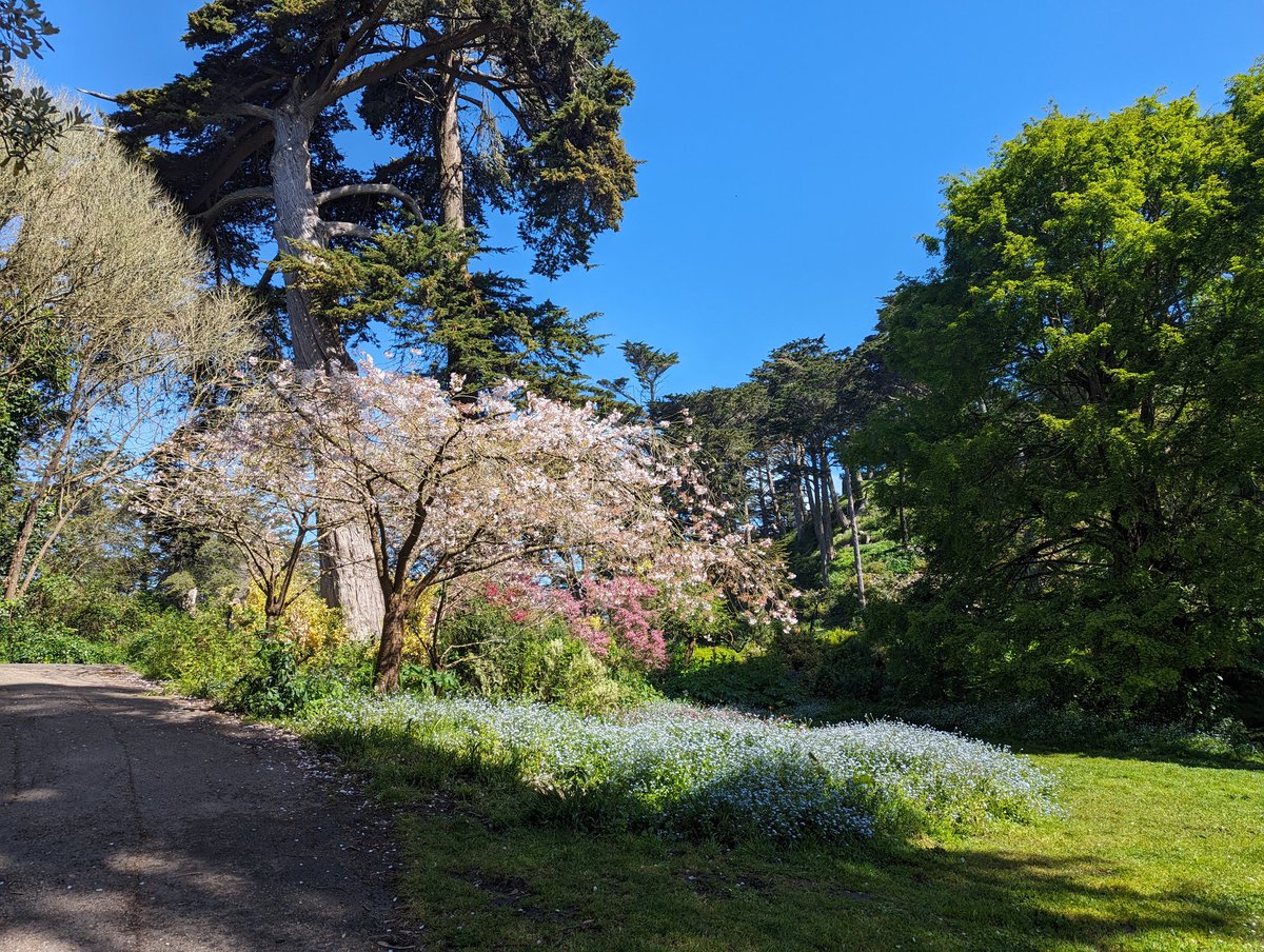Last Tuesday I took a really long walk around San Francisco before my flight (Presidio, Golden Gate Park, back to Google), but forgot to share pictures. It is really hard to stay sad when an entire city's green spaces seem focused on cheering you up. 🌸🫂