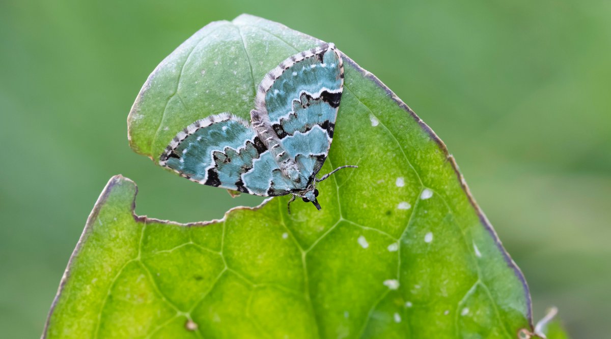 A common moth that I have struggled to get a decent shot of over the years is the Green Carpet. They generally fly deep into bushes when found, or are so faded they are not worth photographing. Last week however. @SussexMothGroup @SussexWildlife @savebutterflies