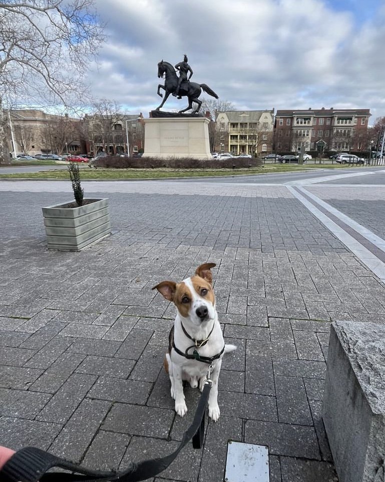 That face when all you want to do is spend the day playing in the sculpture garden 🐶 📷 Thanks to Instagram user @courtbelden for sharing this #MuseumMoment with little Bentley!