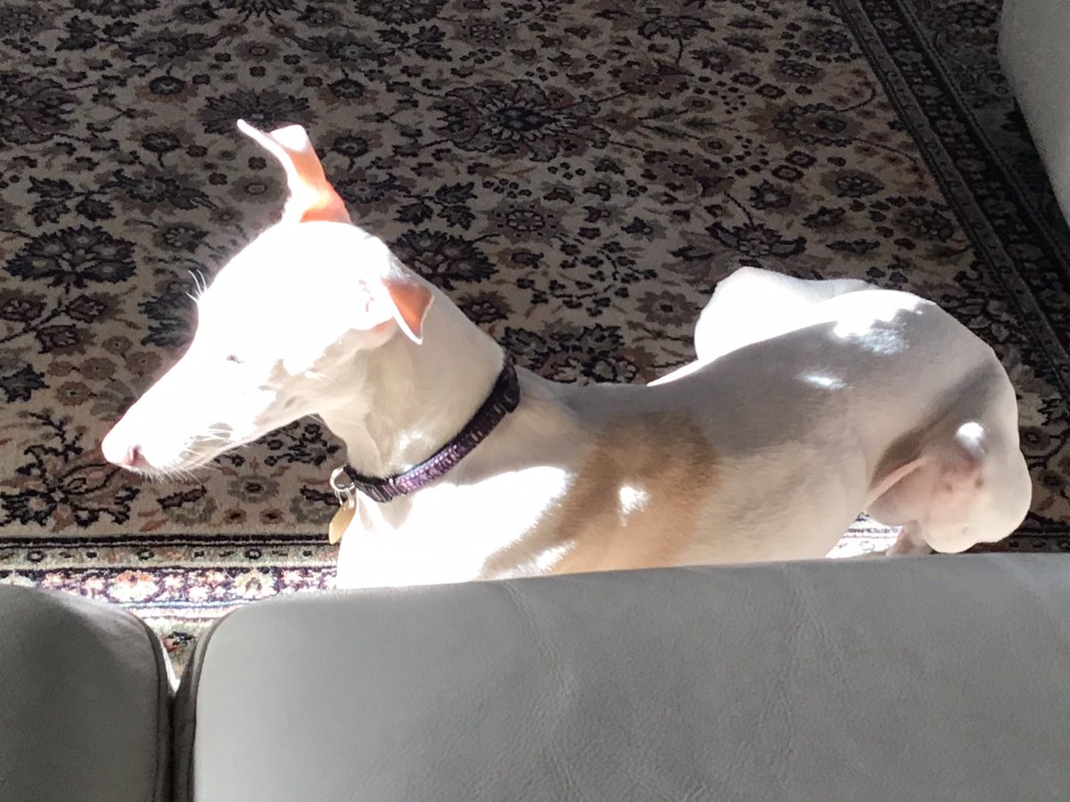 Lola’s found the late afternoon Sun Puddle