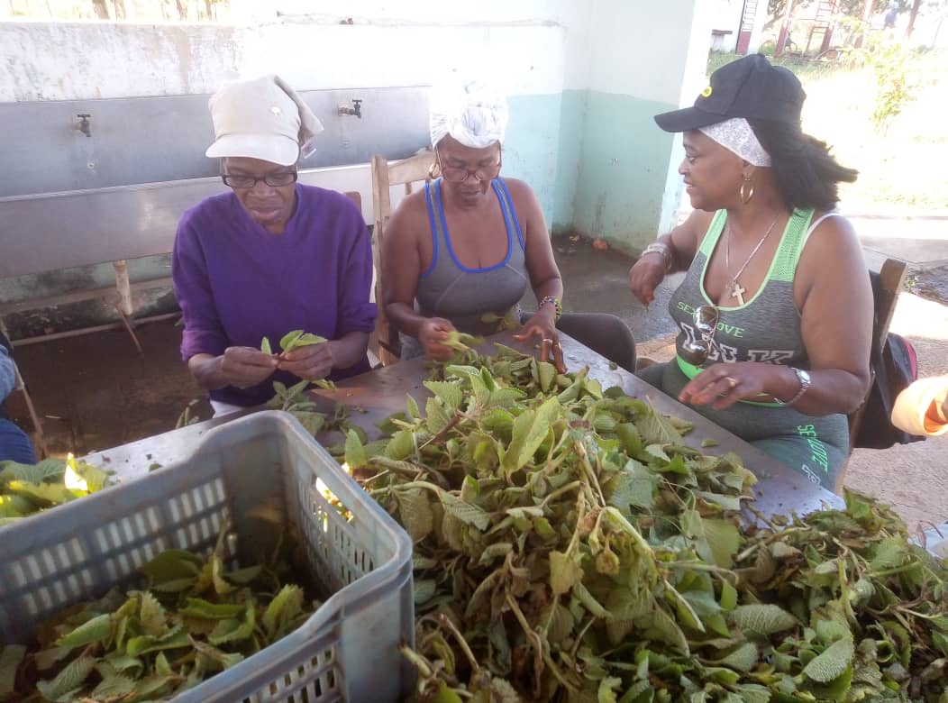 La convocatoria a celebrar el #1Mayo en #Cuba 🇨🇺 dice que 'resulta vital la producción de alimentos para autoabastecernos en el mayor grado posible y reducir la muy costosa factura de sus importaciones'. Eso movilizó este domingo a cientos de capitalinos. #PorCubaJuntosCreamos