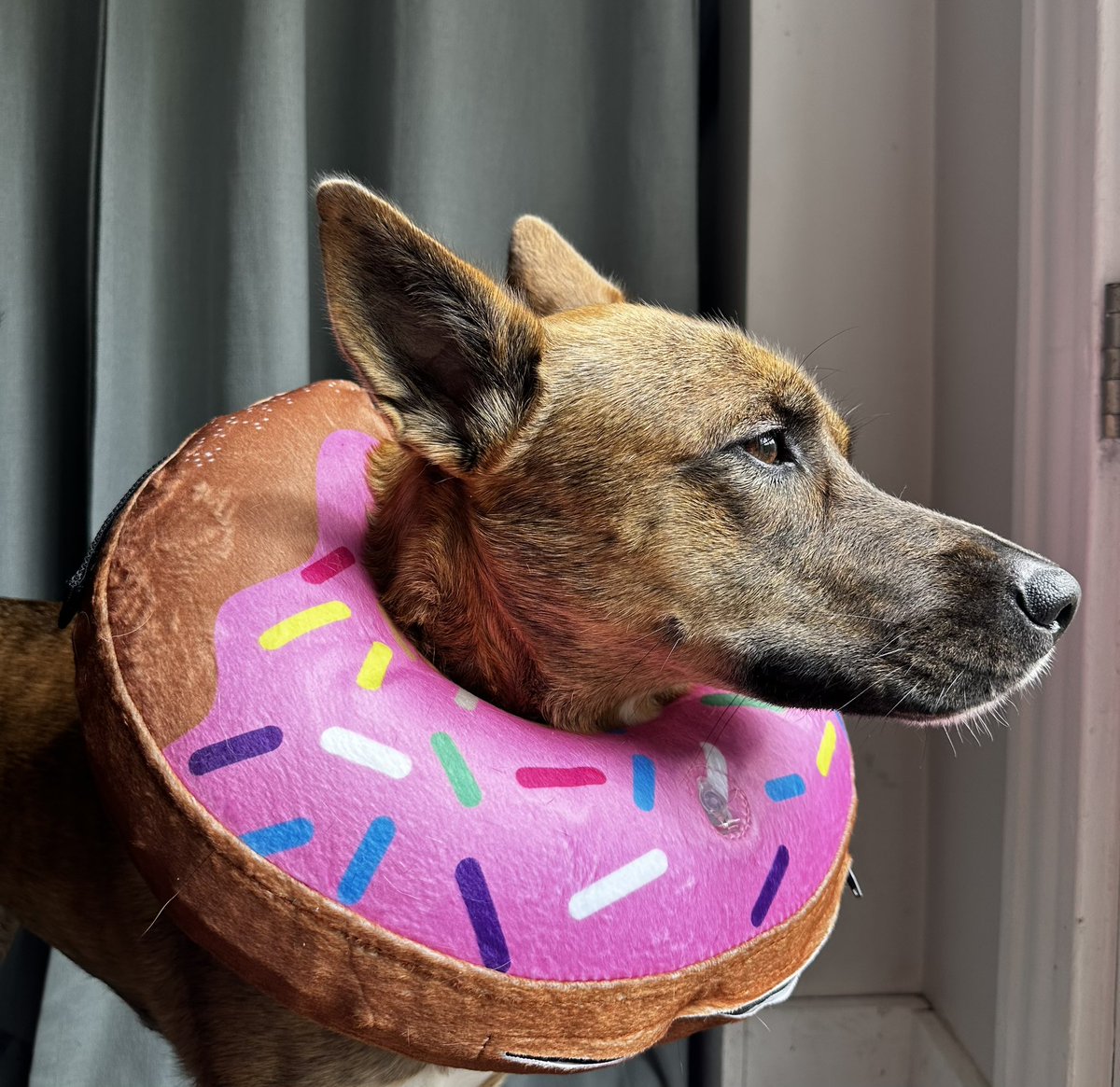 Eevee got her new post-surgery donut yesterday. She likes it much better than the cone. 🐕🍩