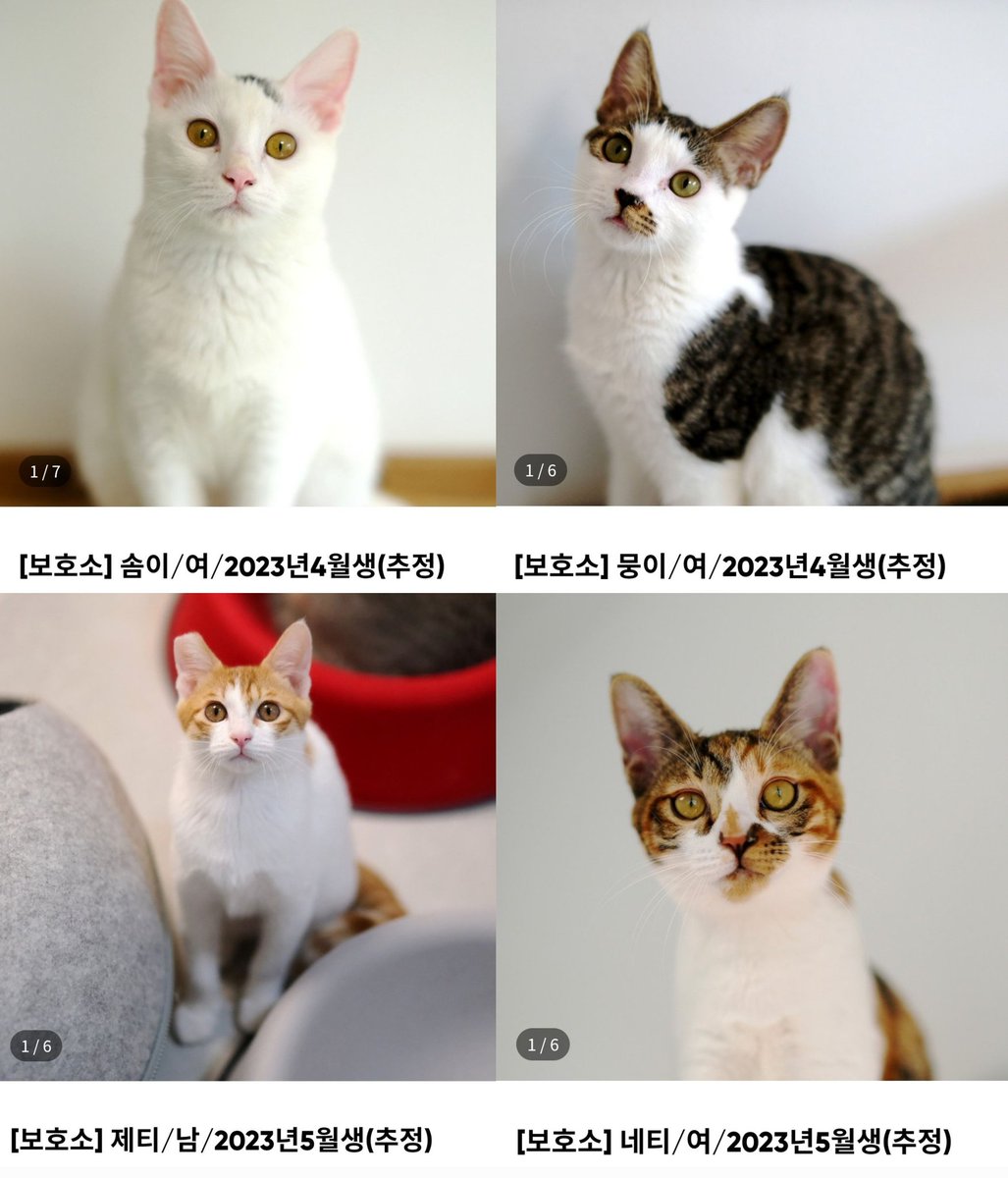 aeng_ari's tweet photo. 💚나비야사랑해 가족찾는 아이들💚
가족찾는 아이들 더 보러가기 ⬇️
https://t.co/x4pnzdryVW
입양신청 링크 ⬇️
https://t.co/lFkTPhvCfT
입양 가능 지역 : 서울경기인천

#나비야사랑해_솜이 #나비야사랑해_뭉이
#나비야사랑해_제티 #나비야사랑해_네티
#가족을기다려요
#사지말고입양하세요 https://t.co/6DQyaiznU5