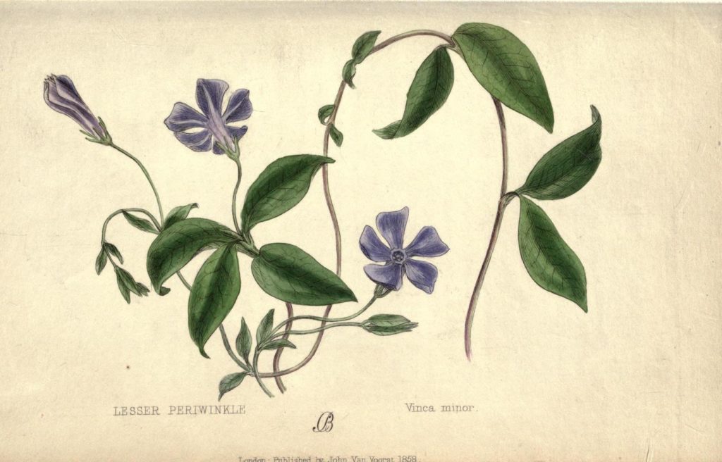 ellin_anderson's tweet photo. “Fresh pervinca, rich of hue.” #GeoffreyChaucer
#Periwinkle is a #LoveCharm and protective #talisman against the devil. #FolkloreSunday #SorcerersViolet #HundredEyes #VincaMinor #vinca #GardeningTwitter #GardeningX #GardenersWorld #gardening #gardens #FlowersOfTwitter #flowers https://t.co/pjaoqY8wl4