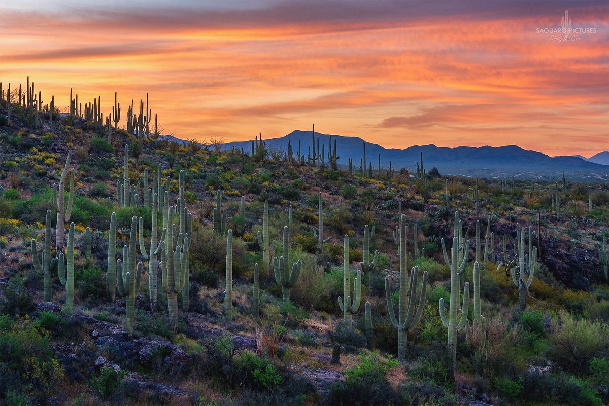 Saguaro National Park sunrise this morning! #visittucson #saguaropictures