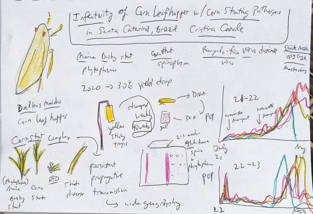 Great talk by @canale_cristina on corn leafhopper and the disease complexes that it can vector in maize in southern Brazil, some really cool population dynamics work and a wild amount of data they can probably dig into for years to come #IEW13 #sketchnotes