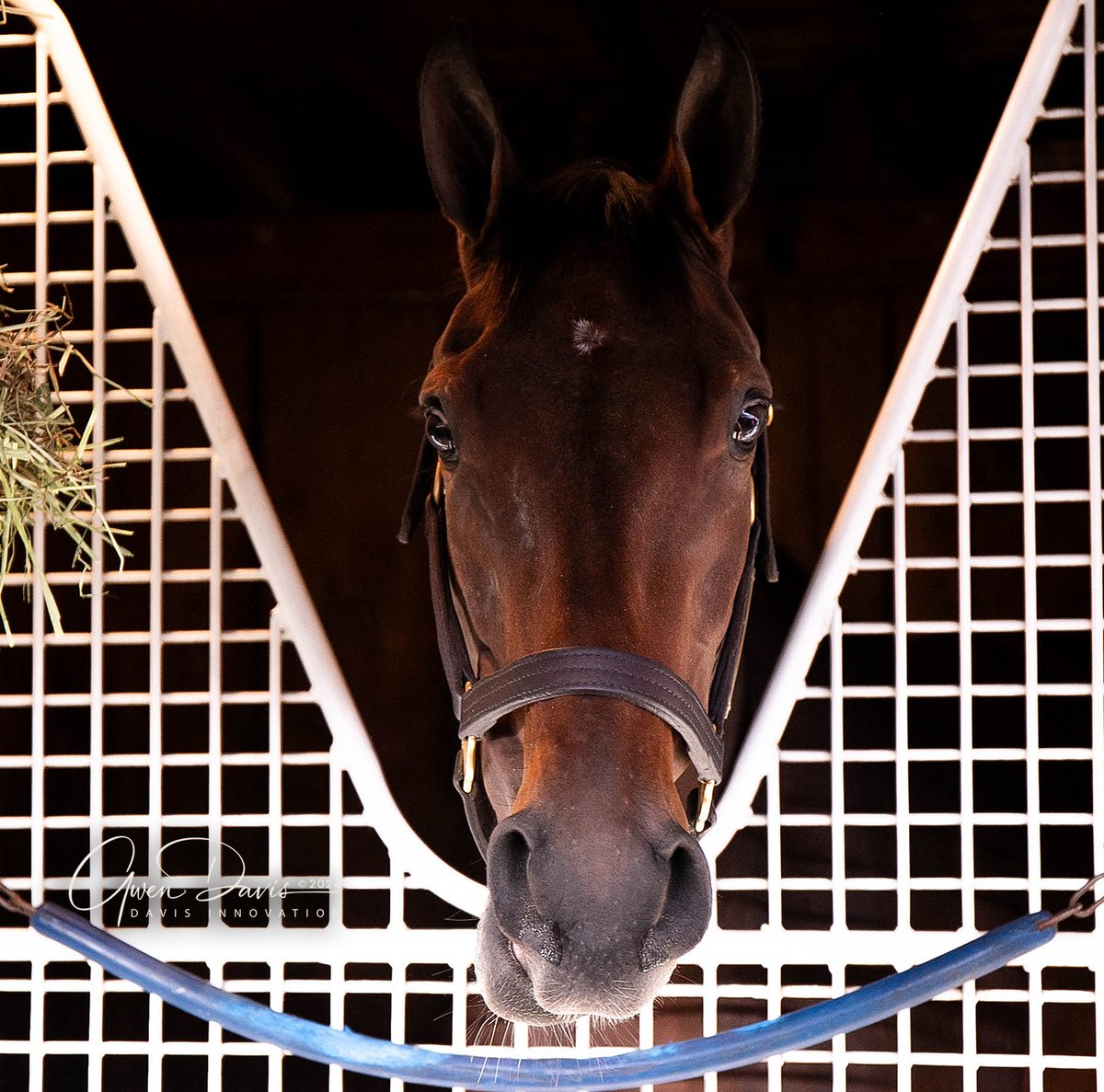 Beautiful Kentucky Oaks contender Thorpedo Anna for @KennyMcPeek / @McPeekRacing #KyOaks #KentuckyOaks