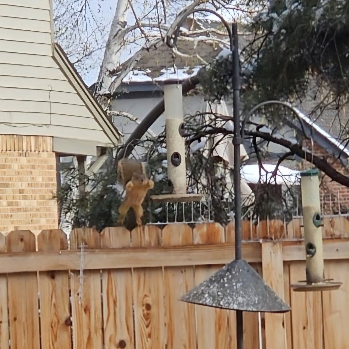 Yes, he made it to the feeder 7 feet from the fence.