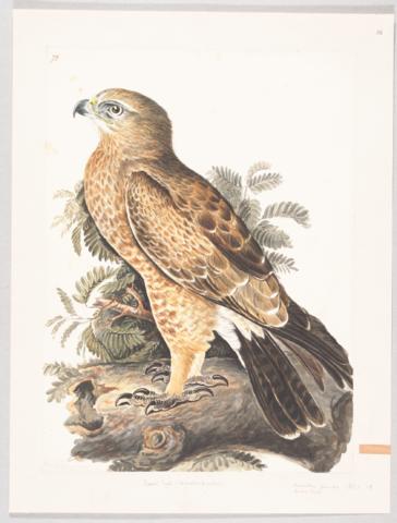 Booted Eagle / Hieraaetus pennatus, 1801-7?, by Lady #ElizabethSymondsGwillim (British, 1763-1807), who was born #otd, Apr 21. Held by @McGillLib, archivalcollections.library.mcgill.ca/index.php/boot… #womenartists #artherstory #hernaturalhistory #ElizabethGwillim