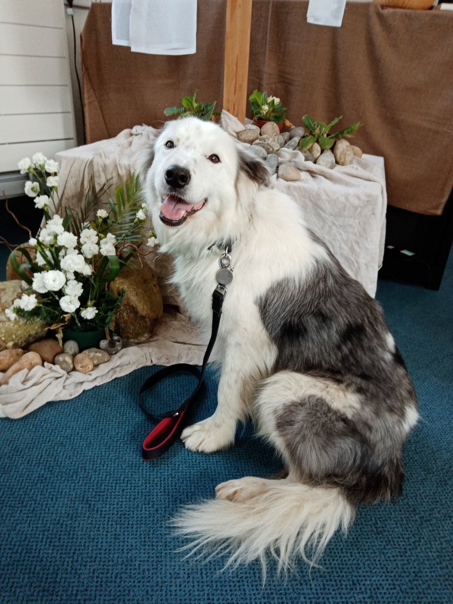 @wolstonbaptistchurch

Photo credit: Bradley

#sundayworship #dogsoftwitter #bordercollie #bluemerle