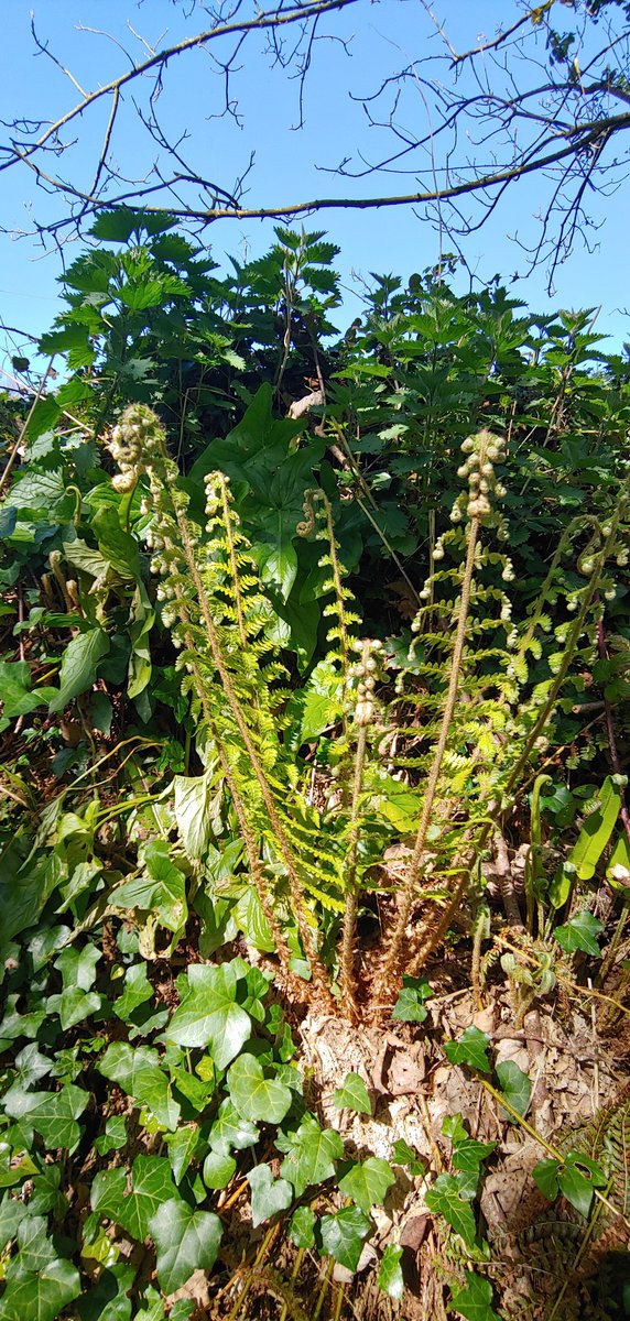 Something I love about Irish woods is the diversity of ferns to be found. I can't help touching them, I need to know what each one feels like. #Sensory Happiness #Autistic Joy