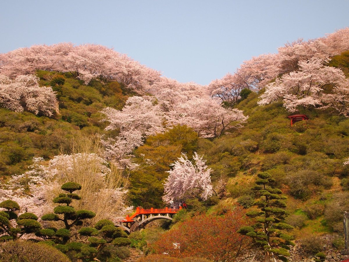 📍 Yutoku Inari Shrine, Saga (6 years ago today) Still one of my favourite shrines and sakura spots.