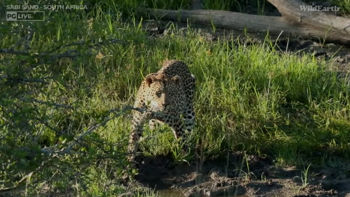4oaktrees's tweet photo. Afternoon everyone, just came in to say it was good to see Maribye being a bit more leopardy this morning with Cedders. Long way to go but the stitches look good. Any news on Cara? #wildearth https://t.co/kxZwyxOGOM