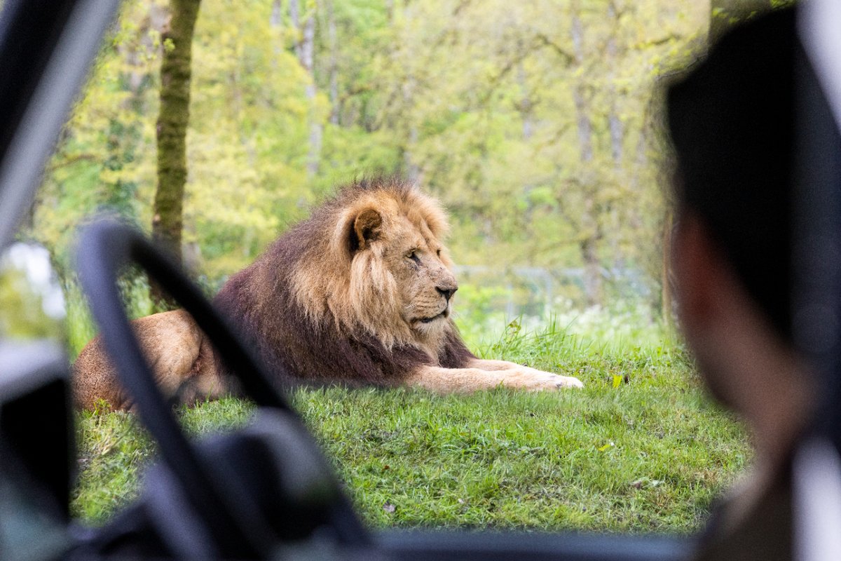 Get once-in-a-lifetime photos with our mighty lions on a Big Cat Photographic VIP Experience! 🦁 Accompanied by a senior keeper, you'll enjoy a tour of the carnivore paddocks and have the amazing opportunity to get long range shots of our big cats: longleat.co.uk/ticket/big-cat…