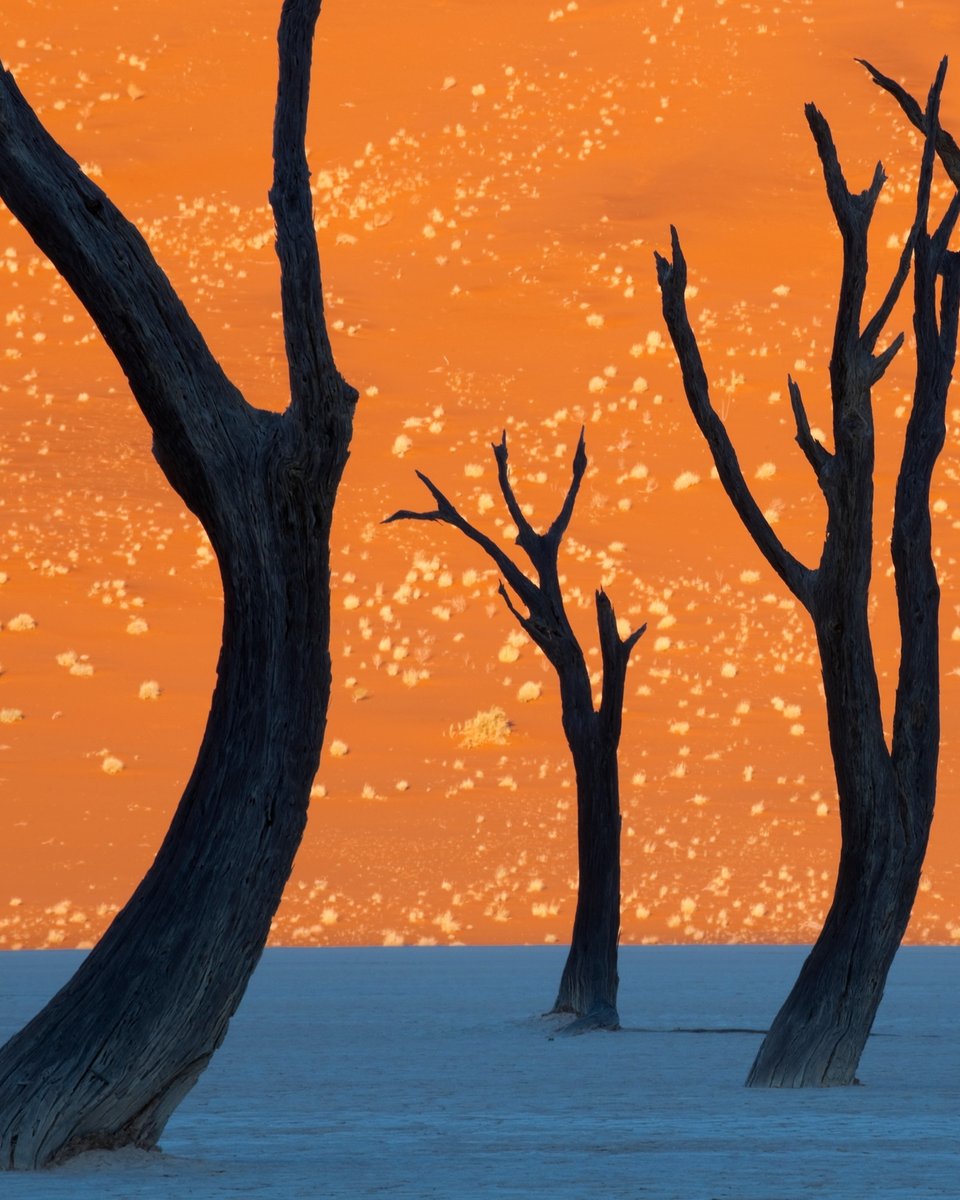 2. This otherworldly photo was taken by Frans Lanting in Namib-Naukluft Park, Namibia.

The morning sun's orange glow casts a tint over a majestic dune, setting the stage for the silhouettes of camel thorn trees.