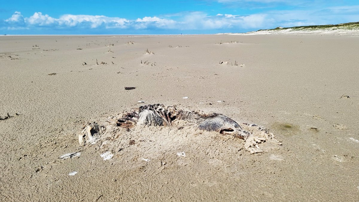 In beeld wat er in drie weken met een op de Vliehors aangespoelde dode grijze zeehond gebeurt. Deze moeten niet begraven worden, want dit is een belangrijk onderdeel van de natuur.  Lees ook> flic.kr/p/2pLy5TX