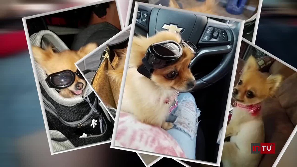 Is your pet microchipped? This family was reunited with their Pomeranian after 6 years with the help of this technology. youtu.be/iMf_Mrg4dQ4?si…