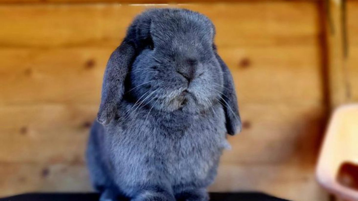 LeBron is an easygoing rabbit who is ready to make his future family very happy. 🐰 He'll hop over to say hello and loves to munch on dandelions whilst relaxing in the warm weather. If this chilled bun is the one, find each other this #SmallFloofSunday: bit.ly/4ay0V2B