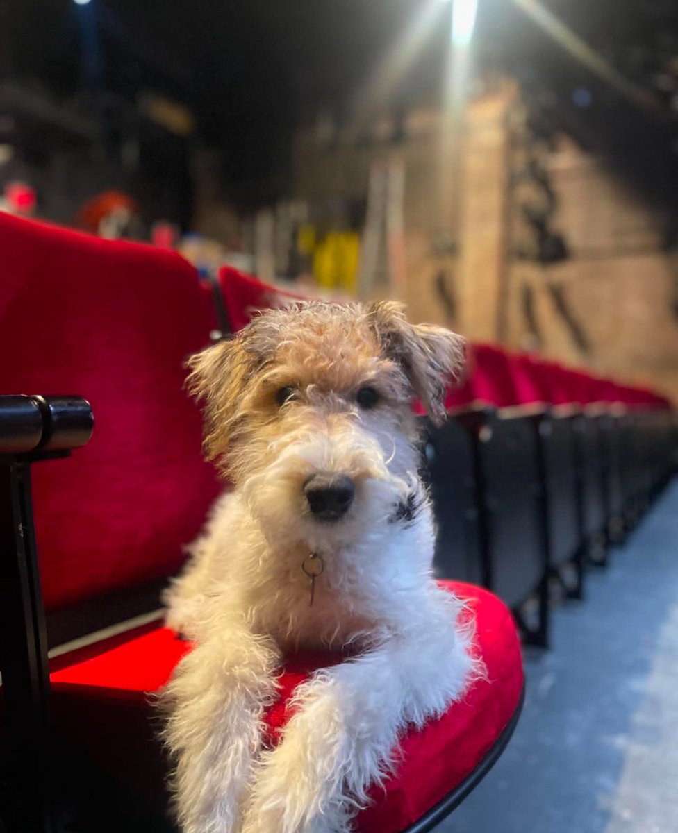 Taking a 'paws' from our usual content to share this a-dog-able photo of Rowlf, our Jr. Executive Director, attending the first preview of 'Here There Are Blueberries' at @NYTW79 ! How did you get such a prime seat, Rowlf? You must be very connected...