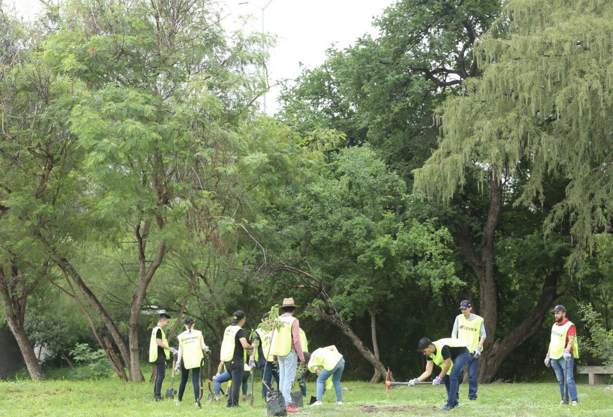 Desde el 2018, en nuestra Planta Monterrey, hemos producido más de 6,000 árboles para apoyar la reforestación, lo que equivale a: 🚗 30,000 autos dejando de circular por día. 🏟️ 22 canchas de fútbol en 'El Volcán'. #Cemex #Sostenibilidad