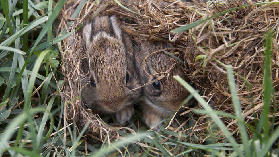 Springtime at Adelphi: Get to Know Our Famous Bunnies! adelphi.edu/news/springtim…