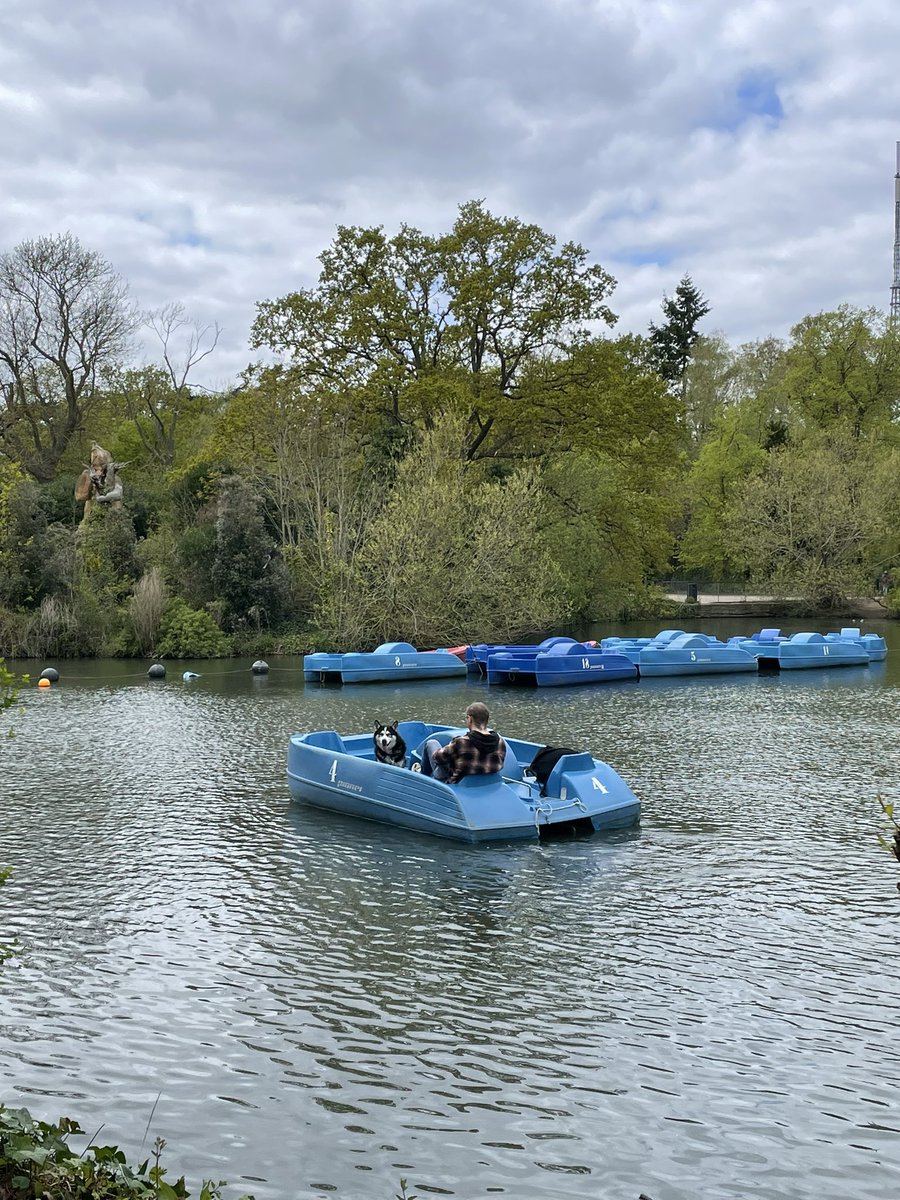 Happiness is hiring a pedelo with your best friend 🛶🐶🥹

#CrystalPalacePark #Pedelo #PaddleBoats #BoatLake #BestFriends #DogAndHuman #SouthLondon #SundayVibes