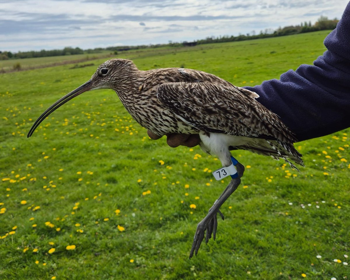 Curlews fitted with GPS tags provide our researchers with vital data about their breeding habits and locations. Can you help us name this female tagged by our field team? Drop your suggestions below 👇 #WorldCurlewDay