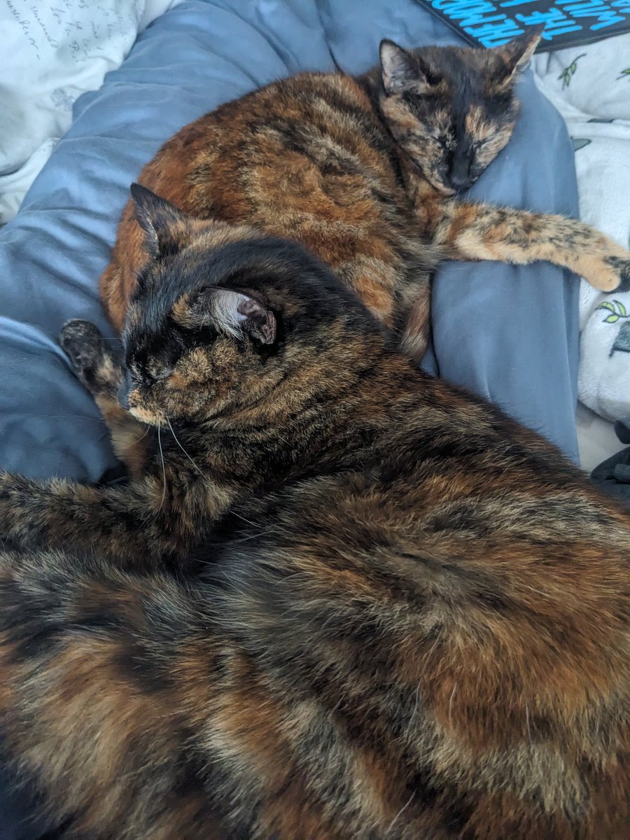 Tilly doing her best Cornershop tribute. 

Everyone needs a cat butt for a pillow...